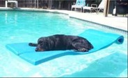 Dog Swimming in Pool by Prestige Pools in Wilmington, NC